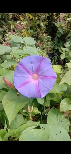 Tanaman hias morning glory