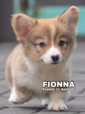 Corgi longhair betina •FIONNA•