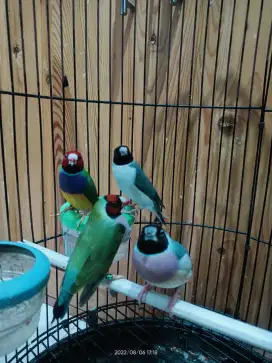 Burung gould amadine