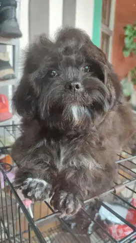LOKASI BOGOR. Dijual anak anjing Shitzu x Poodle. 3bulan