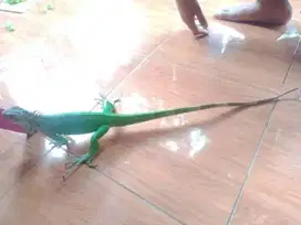JUAL GREEN IGUANA UMUR 3 TAHUN