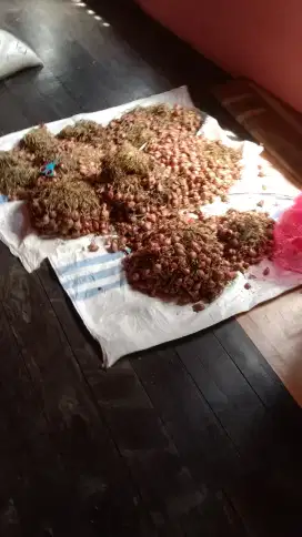 Bawang merah bima