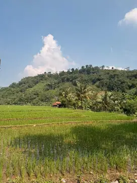 Dibutuhkan ART/ Momong anak