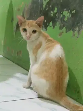 KUCING BETINA MIXDOME 5 BLN