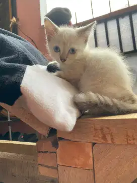 KITTEN HIMALAYA BLUE EYES SHORTHAIR FLATNOSE