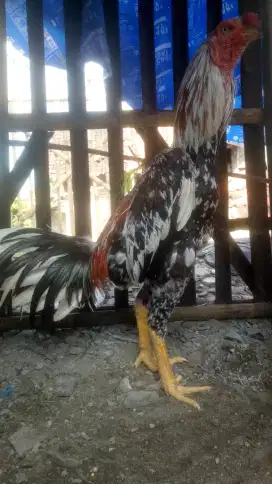 Ayam Bangkok Klasik Memang asyik