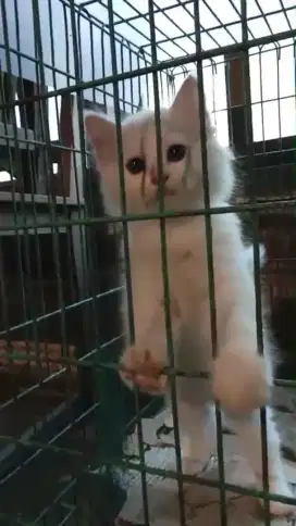 Kucing persia white solid jantan