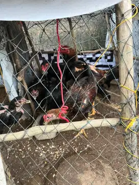 Ayam kampung 11 ekor
