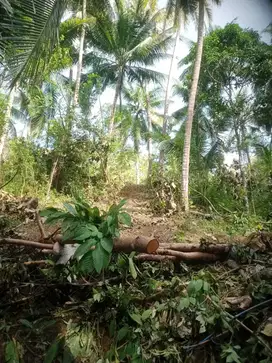 Tanah Murah 99rb/m 4km bandara Yia cocok tuk perkebunan