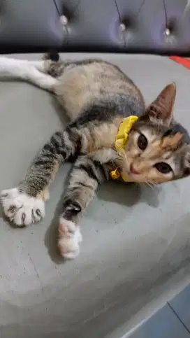 Open adopsi kitten calico jinak