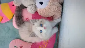 Kitten ragdoll blue mink bicollor