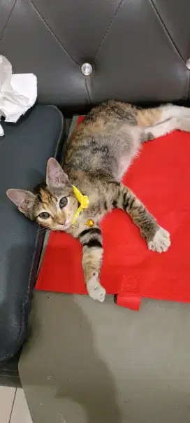Open adopsi kitten calico jinak