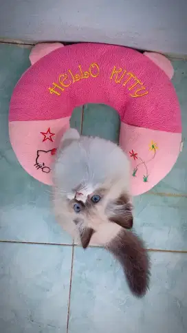 Kitten ragdoll seal bicollor