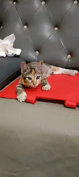 Open adopsi kitten calico jinak