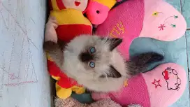 Kitten ragdoll sealpoint