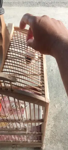 Burung kutilang dari loloh