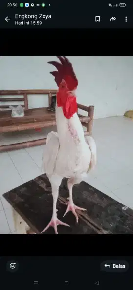 Ayam  kampung asli paruh. Bulu. Kaki putih