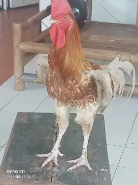 Ayam pelung asli cianjur