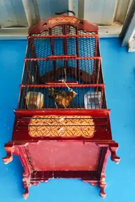 Burung Anis Merah Jantan Trotol Ring Tasik Fullset