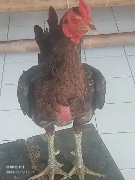 Ayam Jago bangkok Bulbi