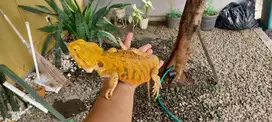Bearded Dragon Male