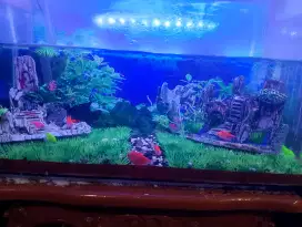 Dijual ikan hias + 1 set aquarium