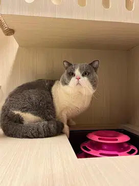 BSH import / British shorthair ped / Blue n white BSH abu