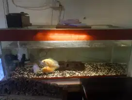 Dijual ikan Oscar + 1 set aquarium
