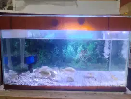 Dijual ikan hias predator + 1 set aquarium