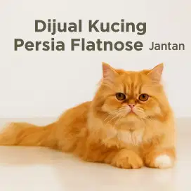 Kucing persia flatnose