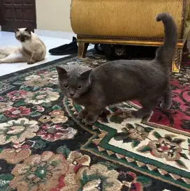 Jual British Shorthair Munchkin lucu