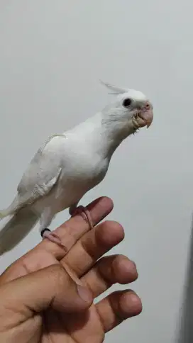 Falk / Parkit Australia Albino MM