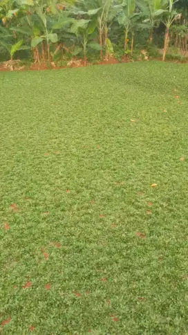 Jual rumput gajah mini