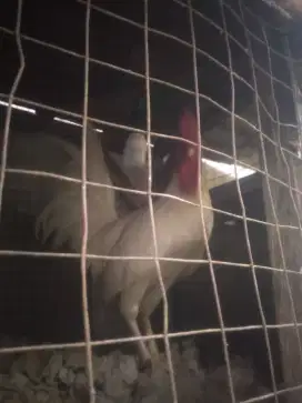 Jual ayam asli dr Sulawesi..ayam ketawa