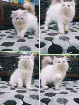 Kitten Persia  Peaknose