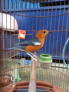 Anis bata / merah