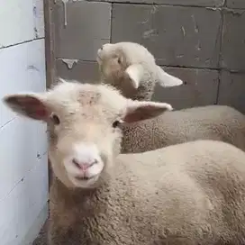 Sepasang Domba Hias Merino Kambing