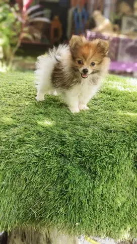 Pomeranian party color body super mini sudah vaksin virus dan rabies