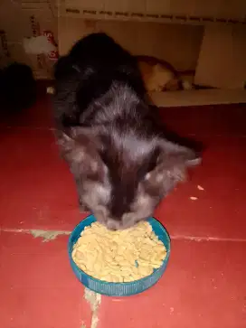 Jual anakan kucing anggora hitam betina