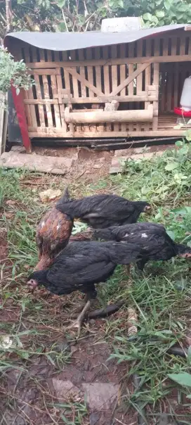 Ayam kampung sehat berkualitas