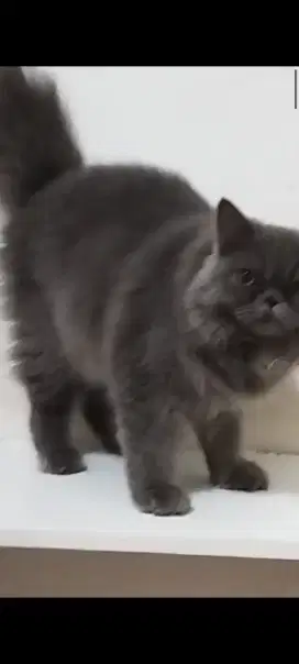 KUCING PERSIA BRISTISH PEAKNOSE