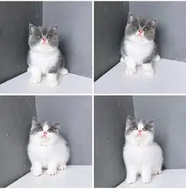 British shorthair bicolour
