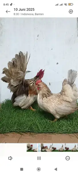 Ayam kate sepasang