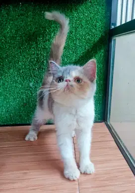 KUCING PERSIA PEAKNOSE KITTEN EXO