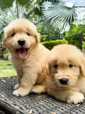DIJUAL ANJING GOLDEN RETRIEVER