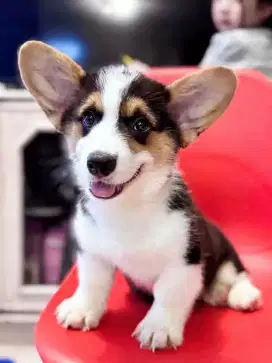 DIJUAL ANJING WELSH CORGI