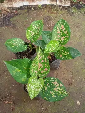 Tanaman Aglonema Ruby