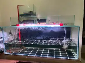 JUAL CEPAT ARWANA + AQUARIUM 100x40