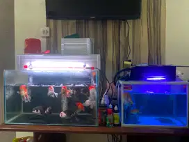 JUAL CEPAT IKAN MAS KOKI + 2 AQUARIUM 60cm & 40 cm
