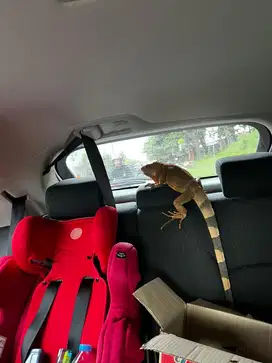 Iguana Besar Hijau